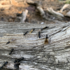 Ants in Gregory Canyon