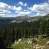 Trees on Niwot Ridge