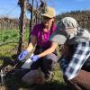 Anna Hermes (lead author of the study) and Monica Cooper (of the University of California Cooperative Extension Office) collect samples next to a vineyard. 