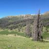 A forest in the southern Rocky Mountains with trees killed by bark beetles.