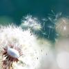 Dandelion blowing in the wind