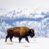 A buffalo in the snow