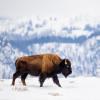 buffalo in snow