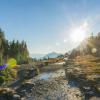 A bursting low sun radiates over a mountain stream with evergreen trees on the banks.