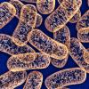 Mitochondria