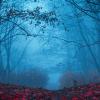 A dark path in foggy woods