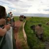 Students looking at elephants during a safari in Kenya