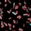 fluorescent bacteria