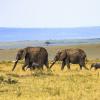 Four elephants walk in a line in the grass