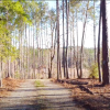 A photo showing land in Alabama that will be part of a CU Boulder-Tuskegee project