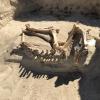 A partially excavated horse skeleton lying in the dirt.