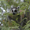 Lemur sitting in a tree looking out from behind leaves