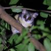 Primate with large, brown eyes and big ears in the branches of a tree at night