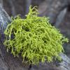 Lichen