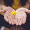 person holding yellow flower in hands