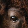 Close-up of Ralphie the buffalo