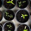 Small plants in pots