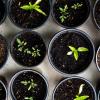 potted plants