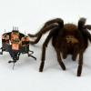 Robot sits next to a hairy spider against a white background