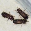 Flour beetles