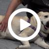 Dog lying down with video play button overlay