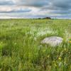Grassy field