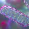 an illustration of mitochondria