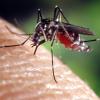 Mosquito on someone's hand