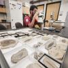 Abel Campos, majoring in Ecology & Evolutionary Biology, examines a fossil in the Invertebrate Paleontology department at the University of Colorado Museum of Natural History. (Photo by Casey A. Cass/University of Colorado)