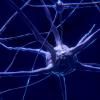 Neuron