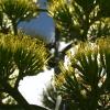 A blooming agave plant on the CU Boulder campus.