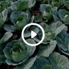 A garden with a video play button overlay