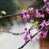 Pink flowers blooming in spring