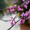 Close-up of pink flowering tree on campus