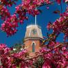 Old Main and pink blossoms