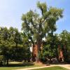Old Main Cottonwood