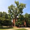 Old Main cottonwood