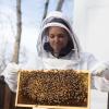 Orit Peleg in a protective suit holds up a tray of bees