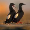 a pair of black guillemot birds