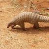 Pangolin walks in the dirt