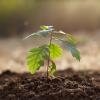 Planted tree sapling