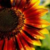 Red sunflower