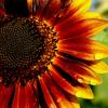 Red sunflower
