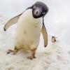 Penguins on snowy bank