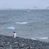 Penguin in the Southern Ocean