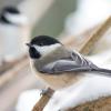 Black-capped chickadee