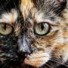 A cat
