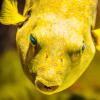 A picture of a spotty yellow fish.