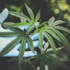 Marijuana plants.