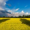 A field of yellow under a bright blue sky harkens the Ukranian flag. 